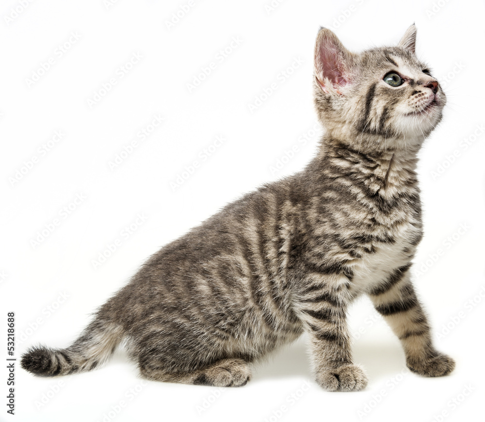 a kitten isolated on a white background