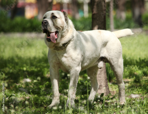 Central Asian Shepherd Dog photo