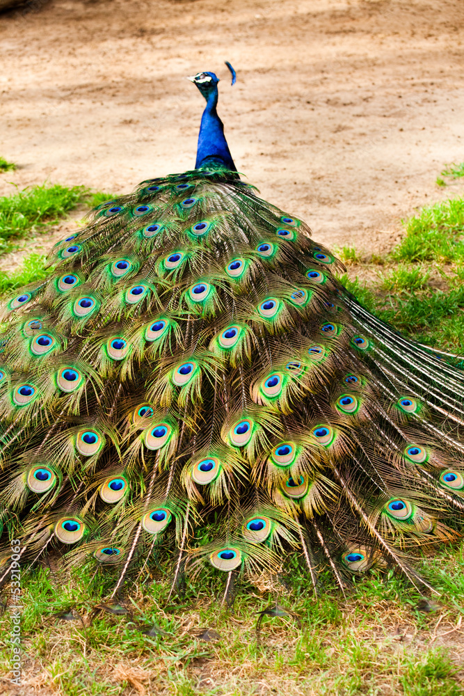 Obraz premium Pavone