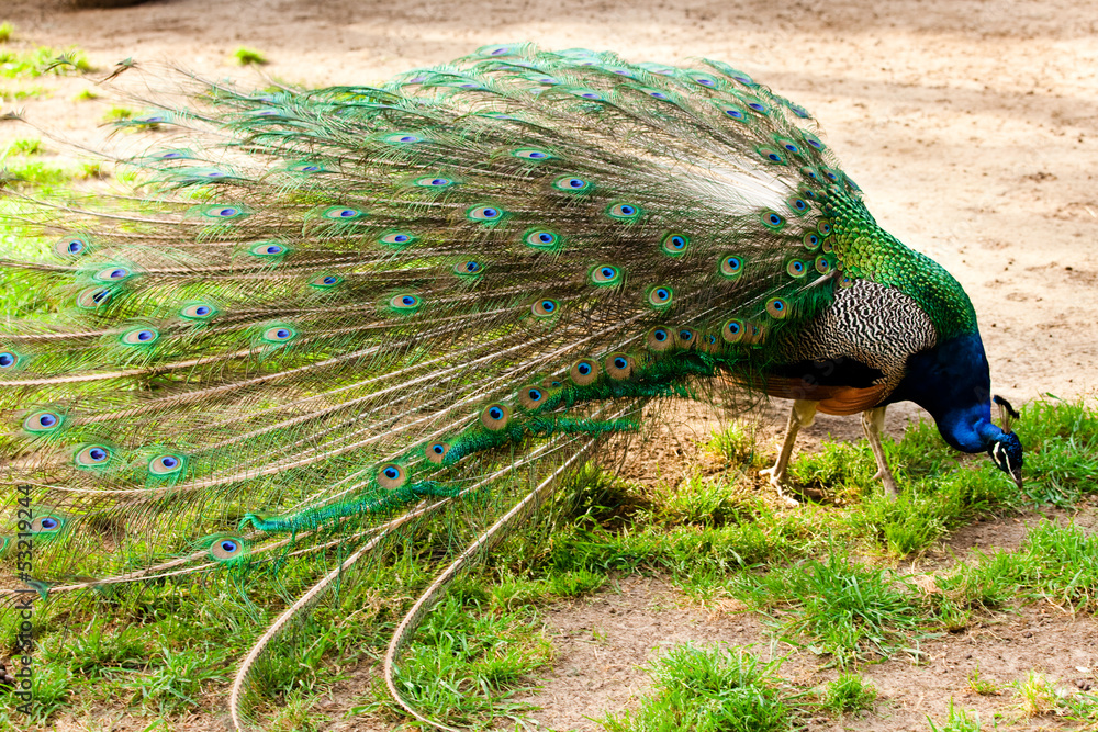 Obraz premium Pavone