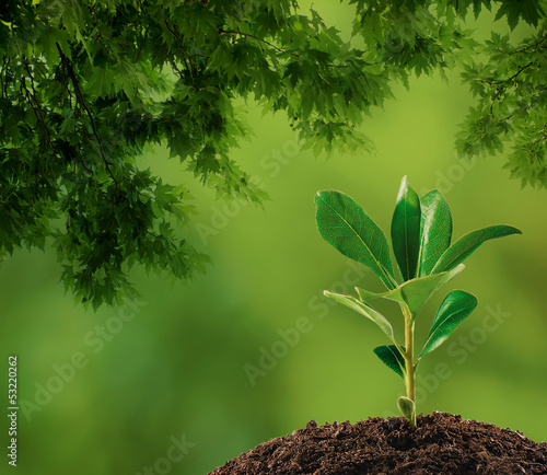 Small plant on pile of soil, part of it reflected