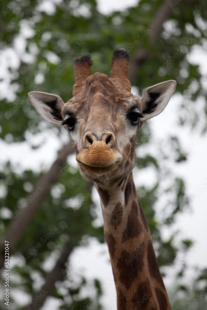 Giraffe Giraffe
