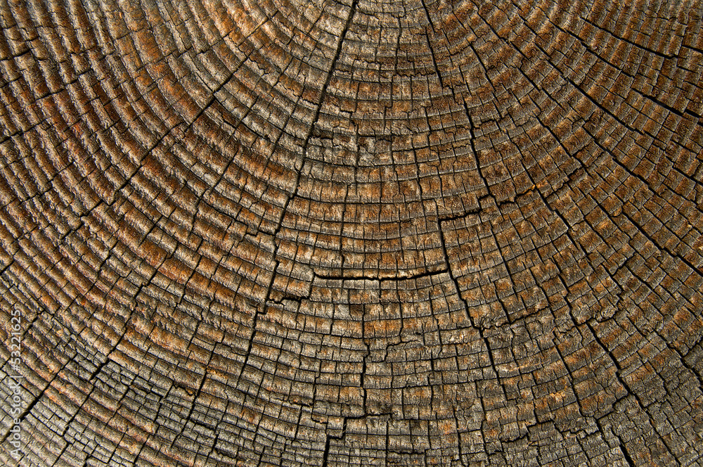 Fototapeta premium Old wood background