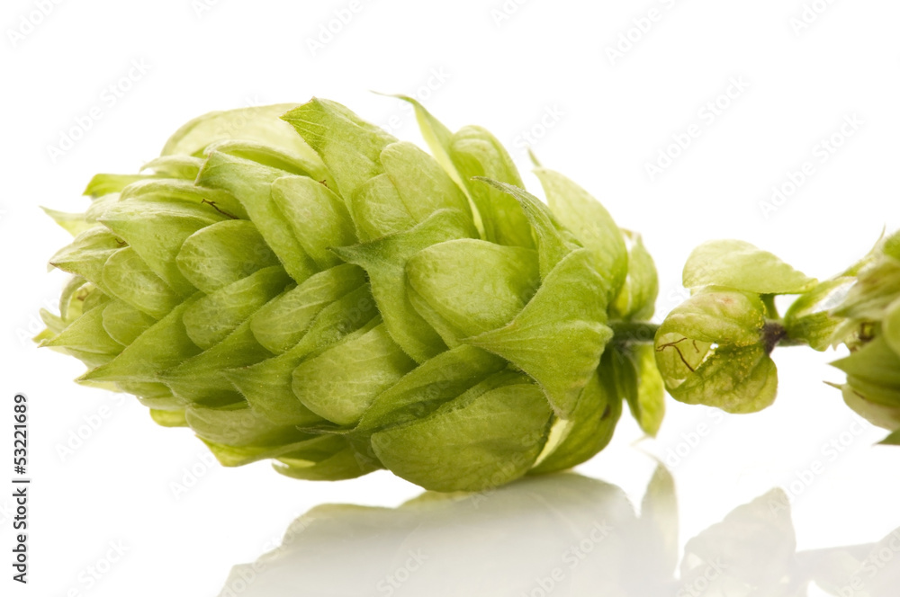 Obraz premium Hop cone and leaves on white background