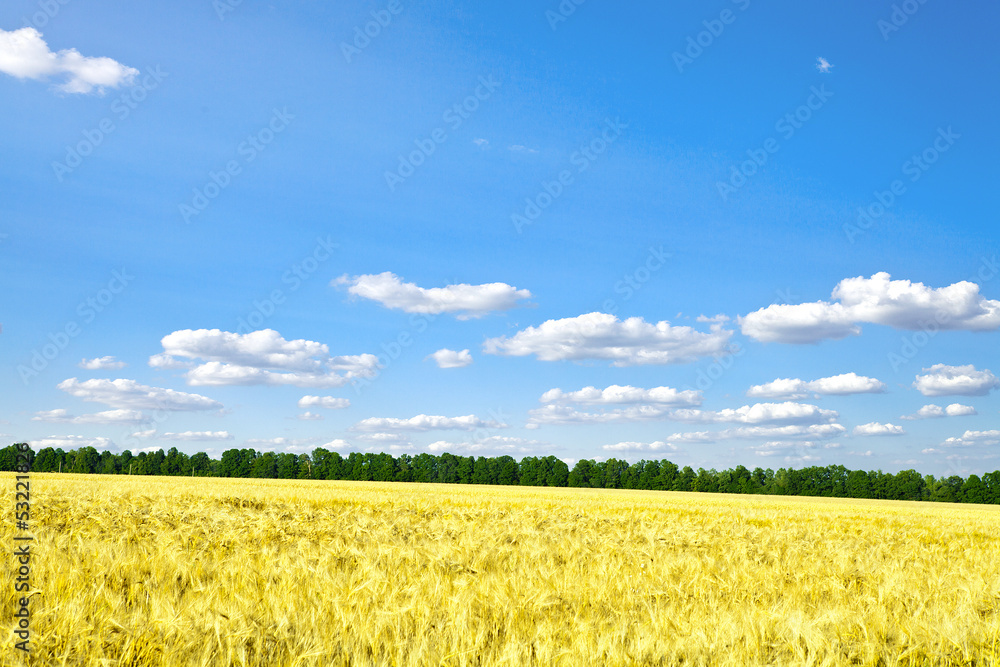 Beautiful spring field with the blue sky Beautiful spring field with the blue sky