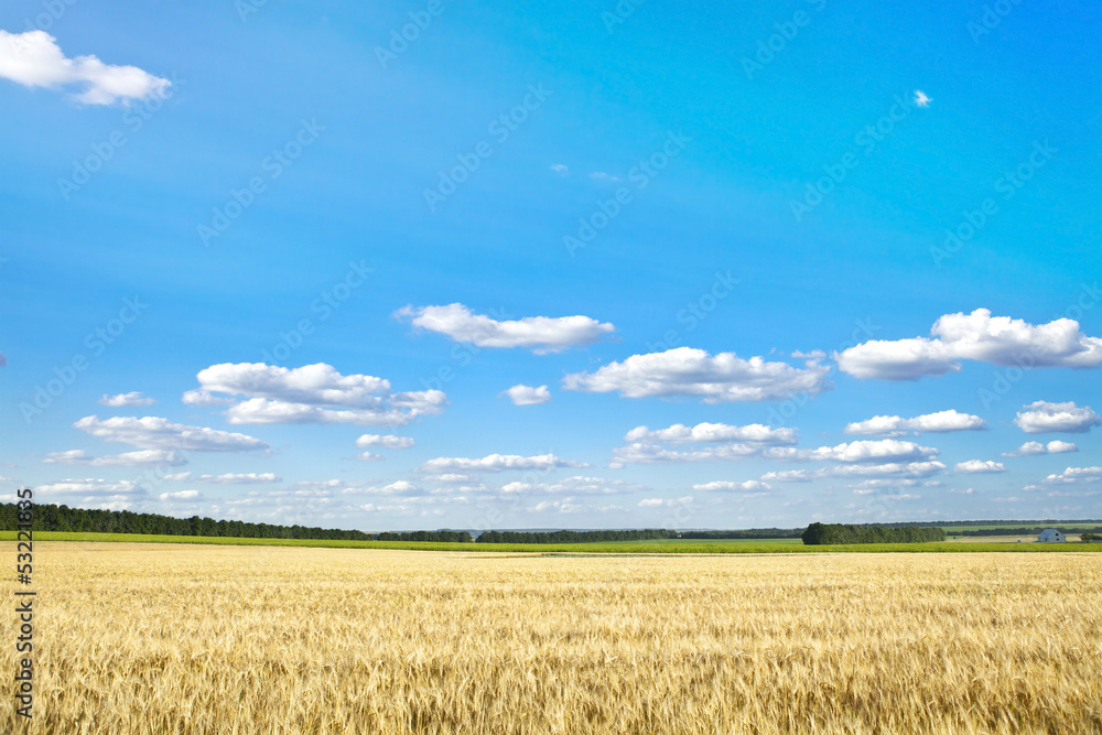 Beautiful spring field