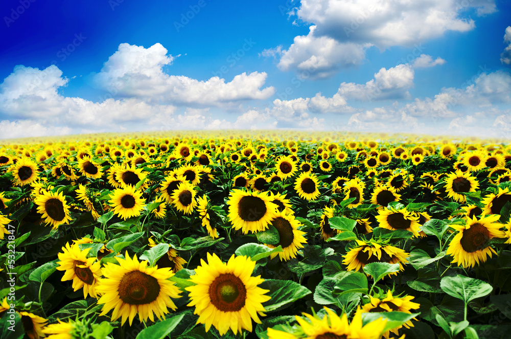 Fototapeta premium sunflowers at the field in summer