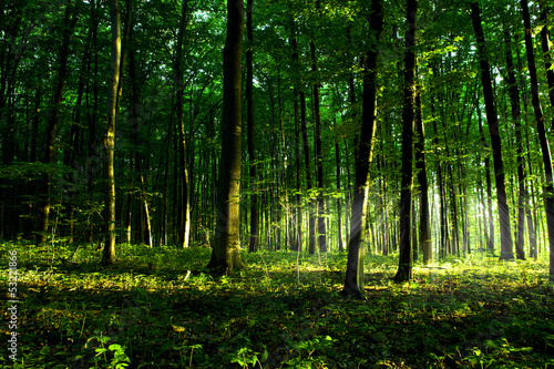 beautiful green forest