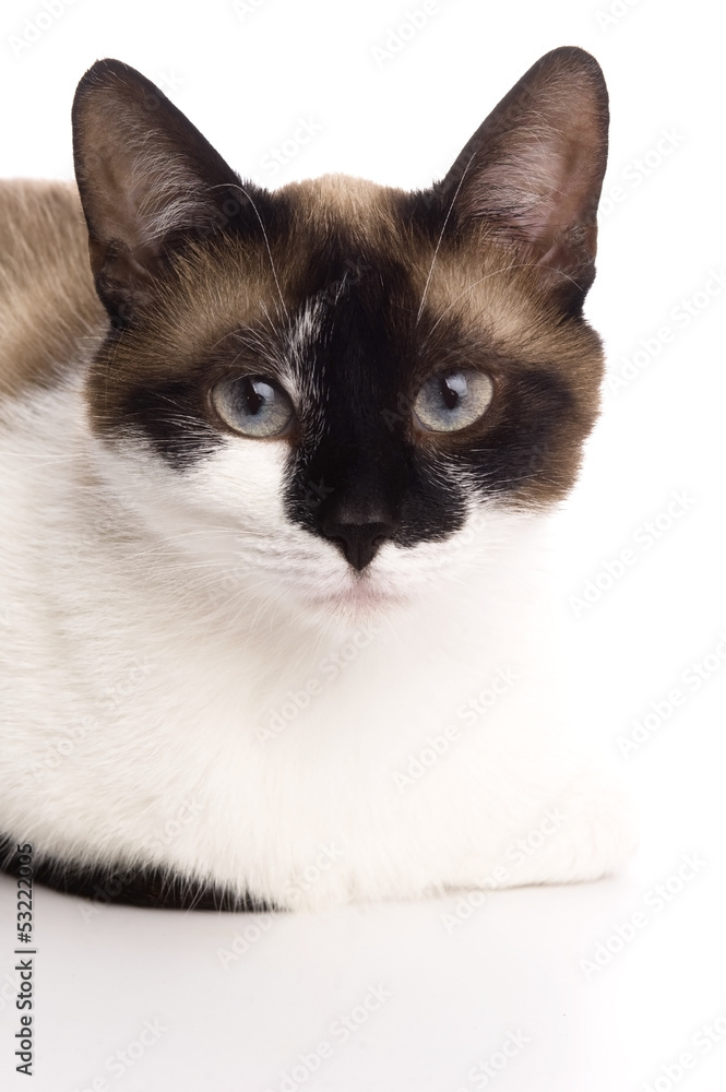 Cat isolated over white background. Animal portrait.