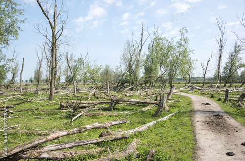 Fototapeta Naklejka Na Ścianę i Meble -  forest with dead and fallen trees