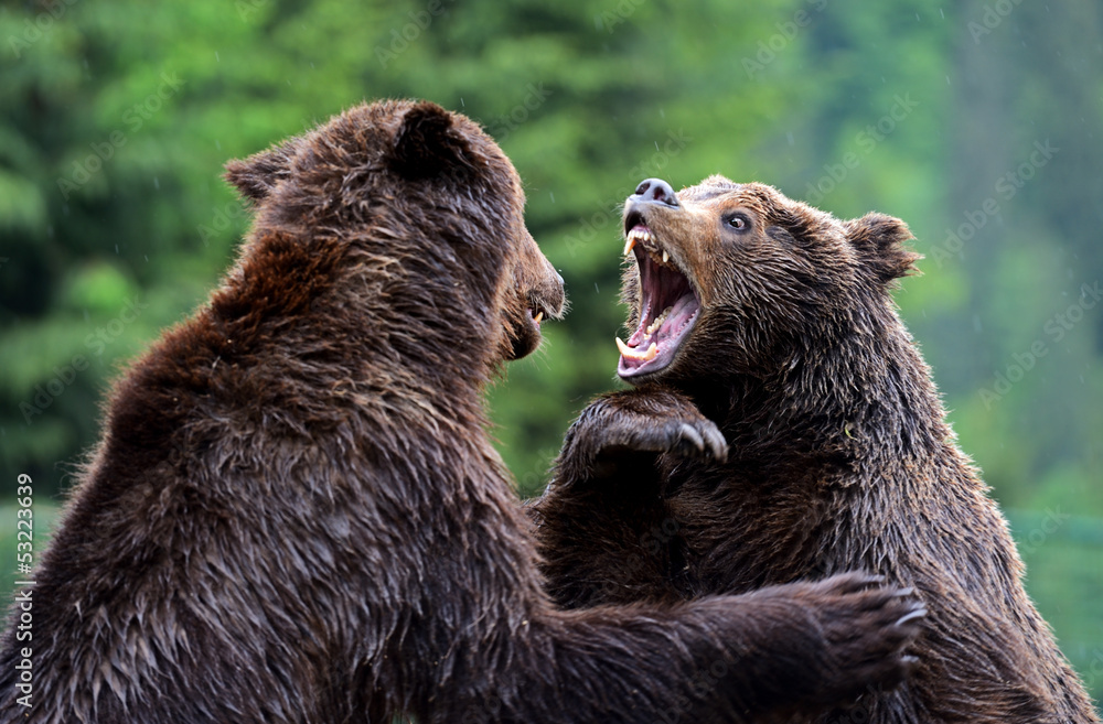 Fototapeta premium Brown bears in the Carpathians.