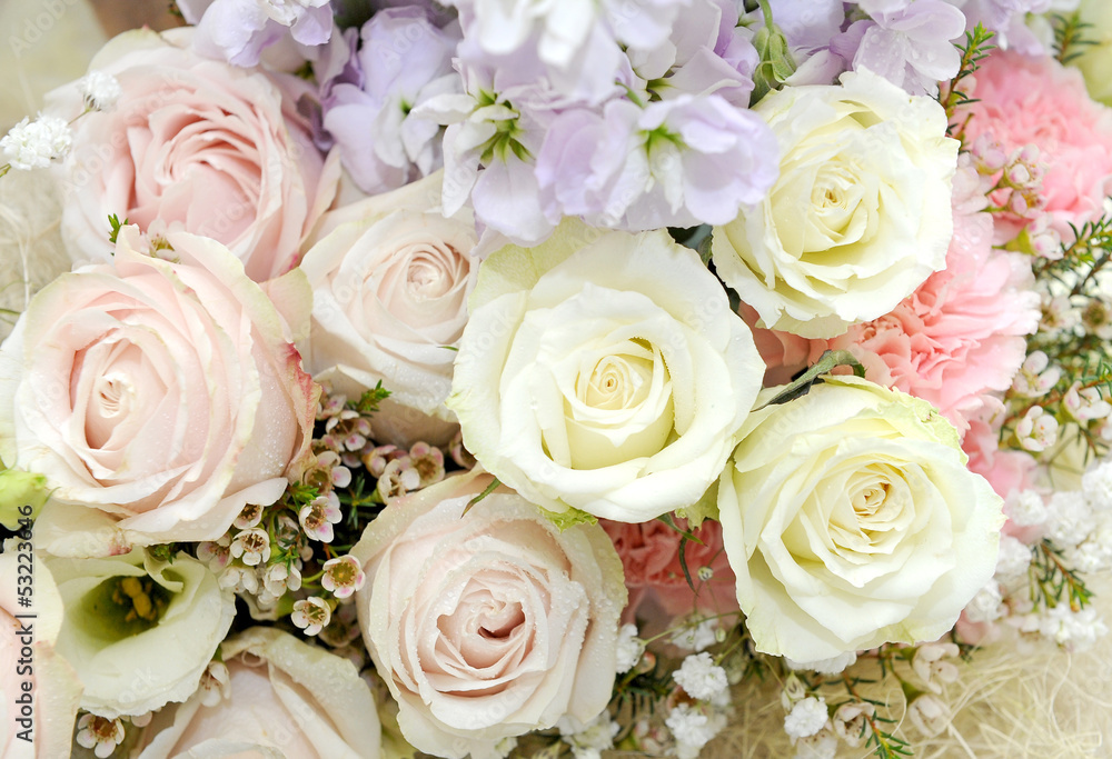 Beautiful rose Beautiful rose