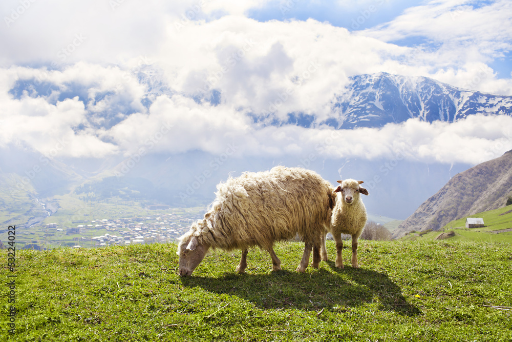 Fototapeta premium Sheep in the mountains