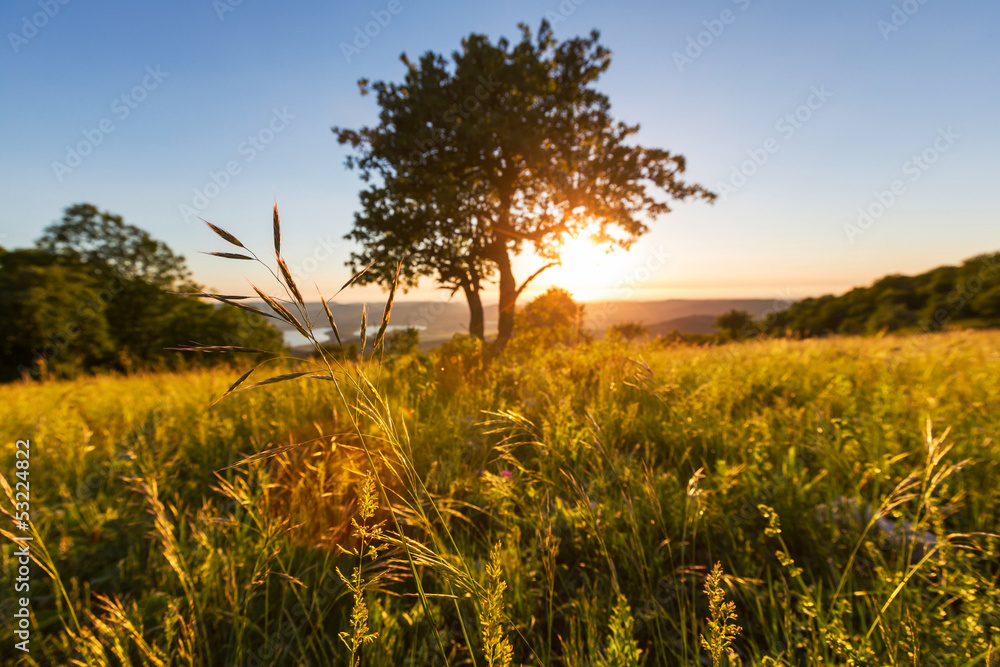 Meadow Meadow