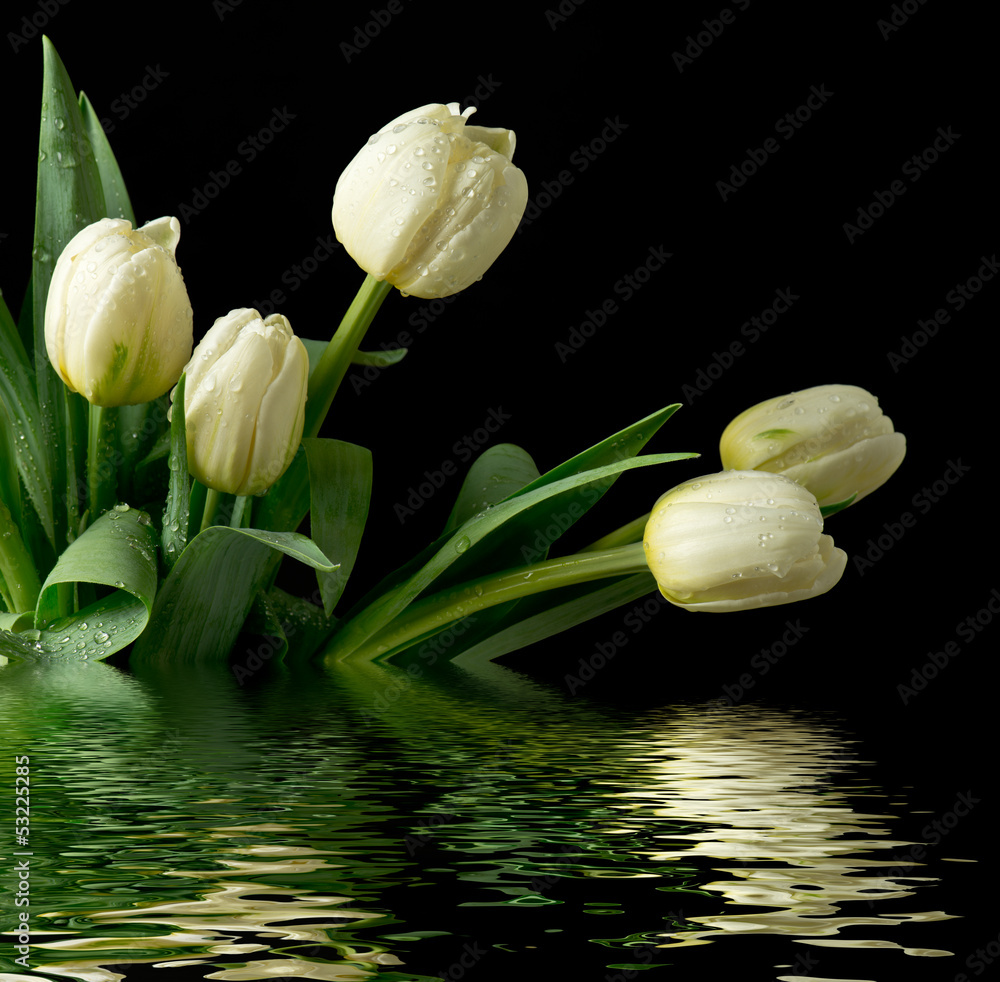 Obraz premium Białe tulipany