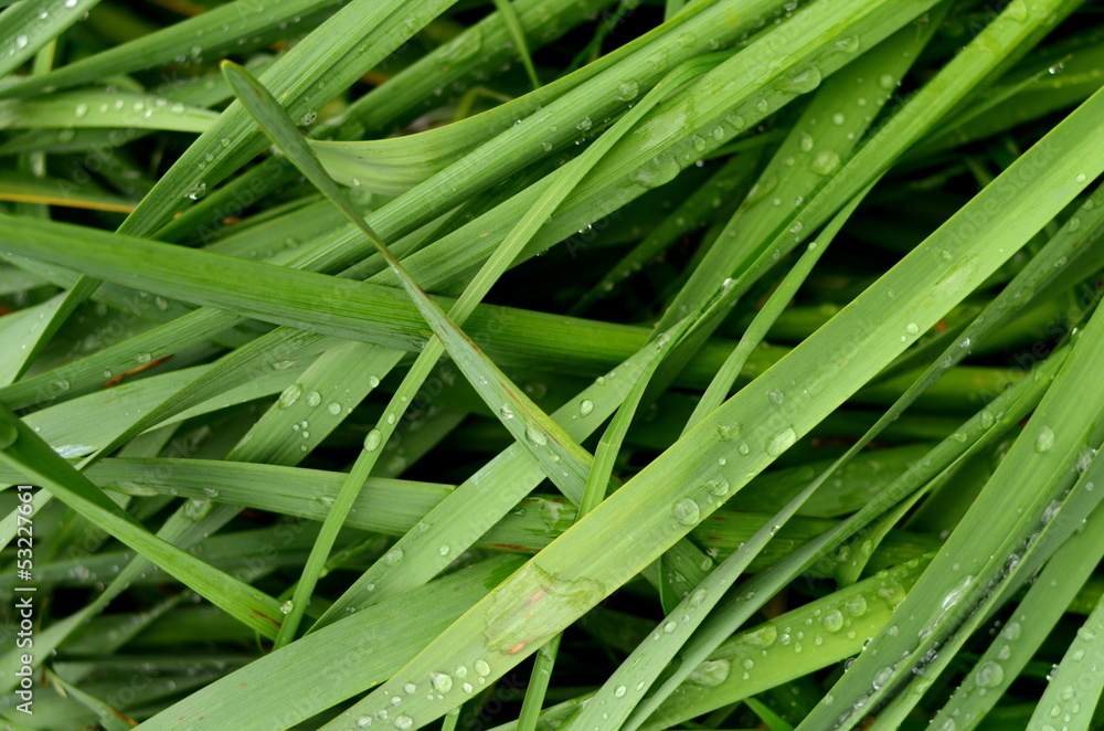 An Abstract Background Of Wet Summer Grass An Abstract Background Of Wet Summer Grass