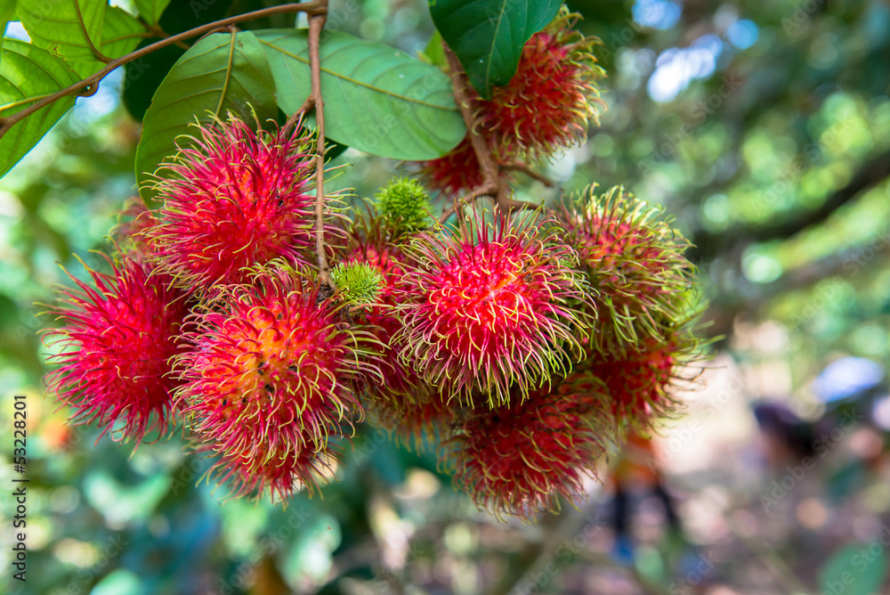 Rambutan Rambutan