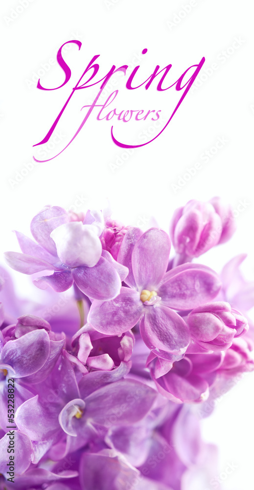Just blooming lilac flowers. Abstract background. Macro photo. Just blooming lilac flowers. Abstract background. Macro photo.