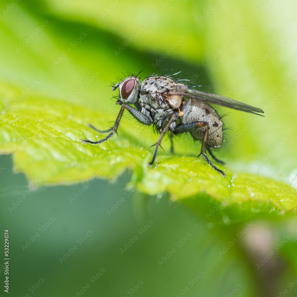 Obraz premium Come Fly With Me