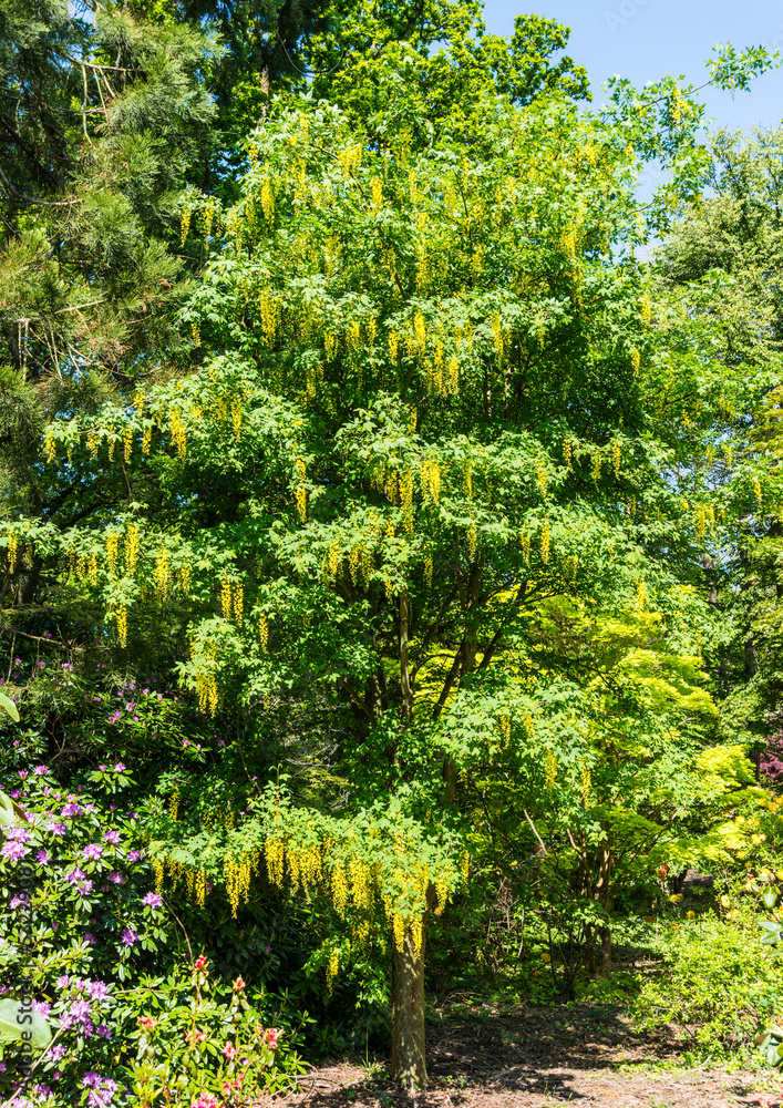 Laburnum Tree