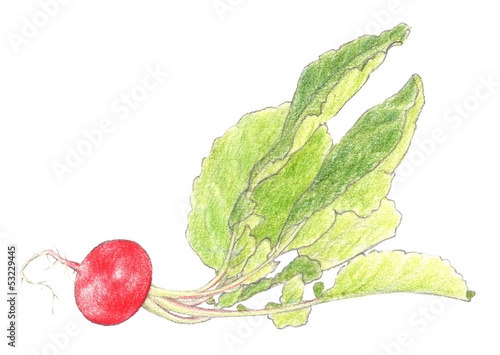 Radish