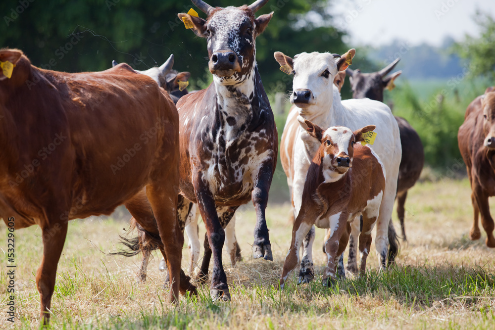 rennende Zwerzebu-Herde auf der Weide