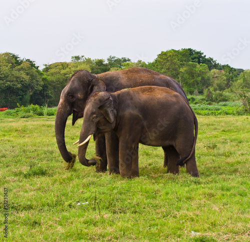 Two elephants in the forest