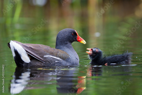 Teichhuhn füttert Jungvogel