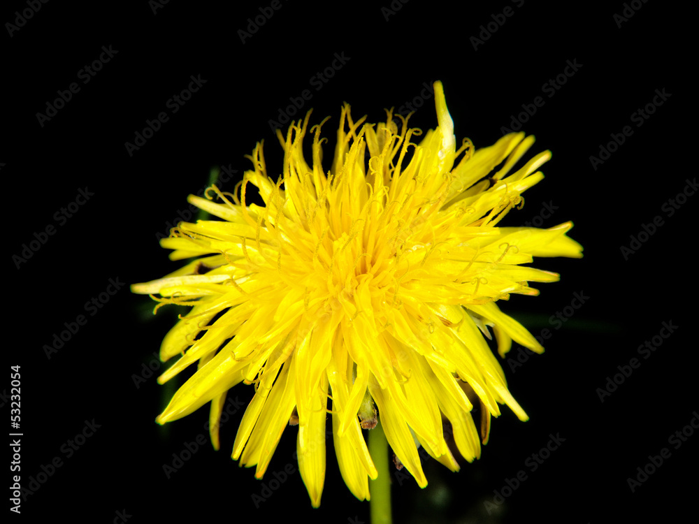 Yellow dandelion flower, isolated towards black backgorund