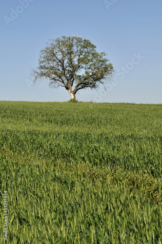 lone tree in field wit at Spring