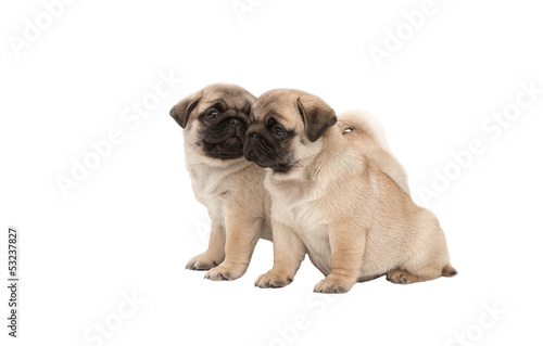 Foto Two pug puppy isolated on white background