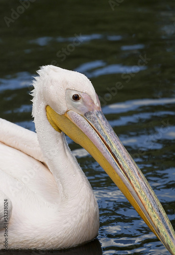 Curious Pelican portrait