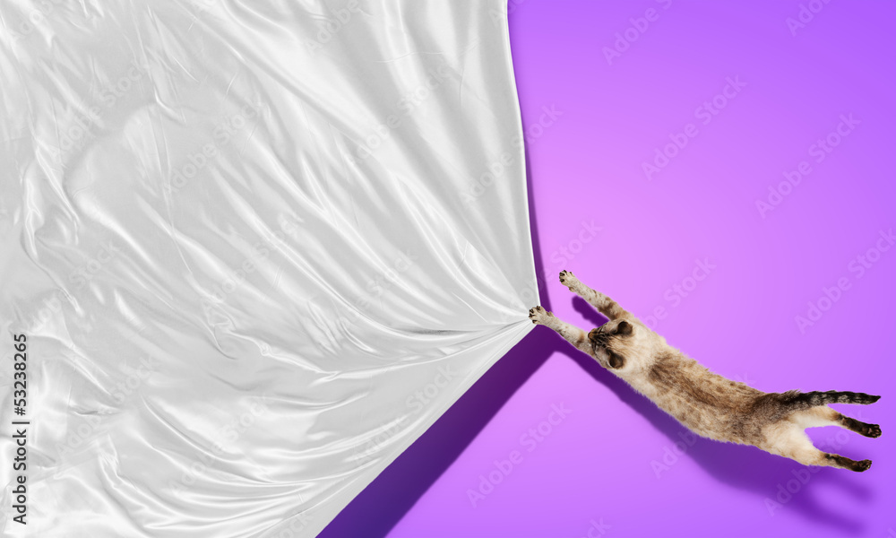 Fototapeta premium Siamese cat