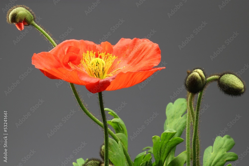 Naklejka premium Islandmohn