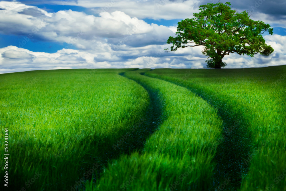 Obraz premium eiche im bauernfeld