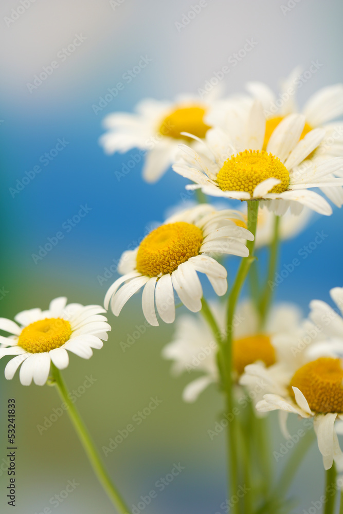 Fototapeta premium Beautiful wild camomiles, outdoors