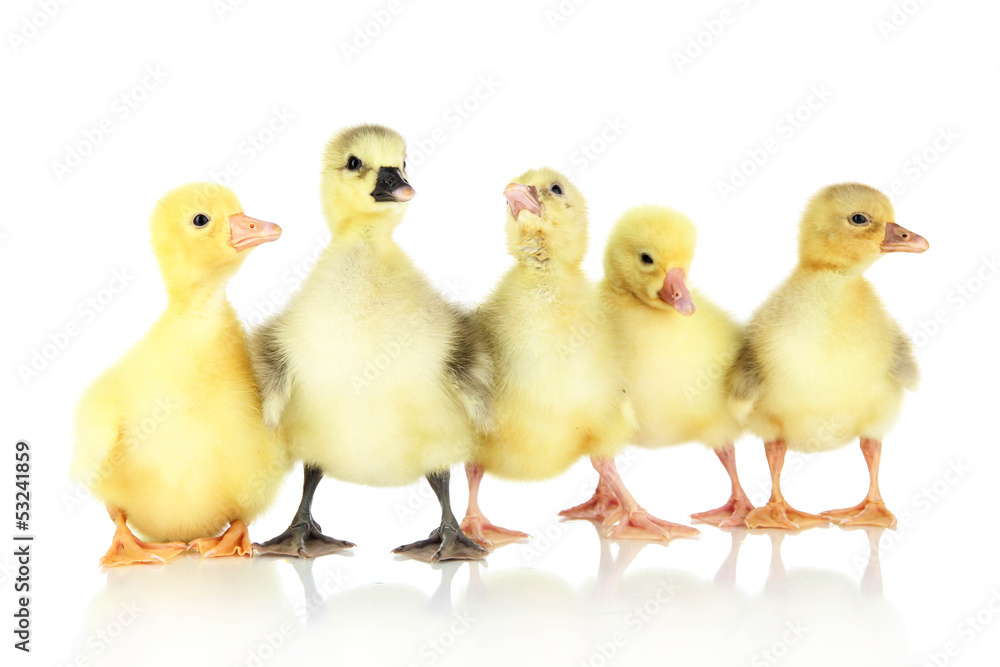 Little ducklings isolated on white Little ducklings isolated on white