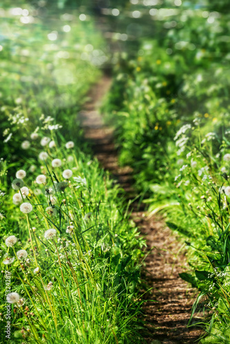 Beautiful curvy path