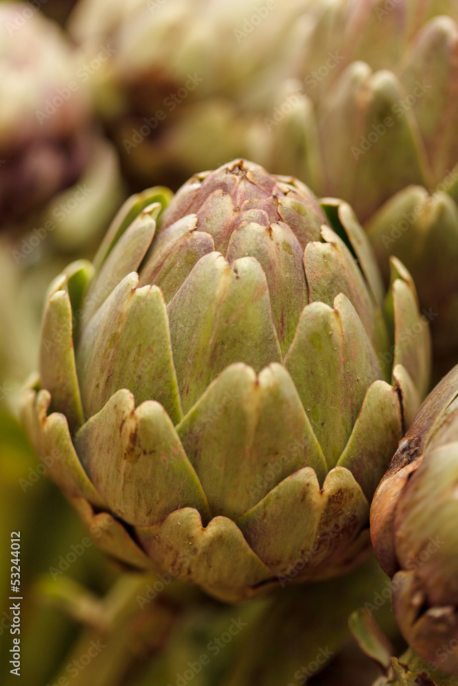 Obraz premium Artichoke