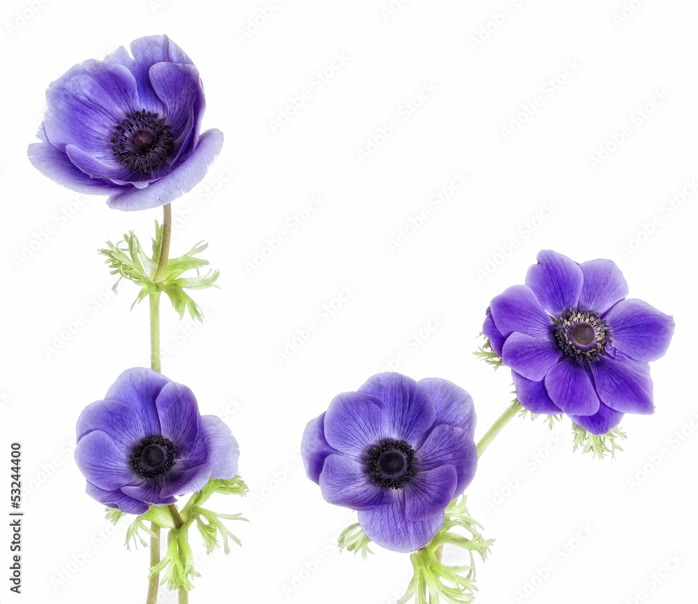 Composicion floral con anemonas purpura.