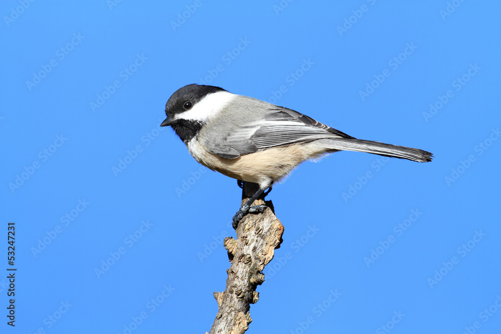 Naklejka premium Chickadee on a Branch