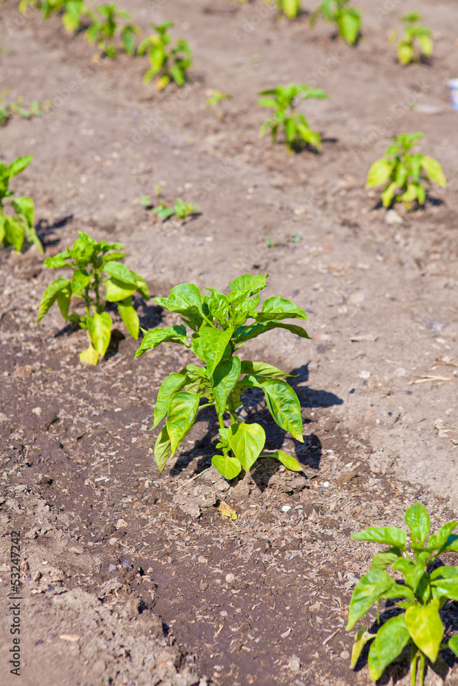 Beds with pepper Beds with pepper