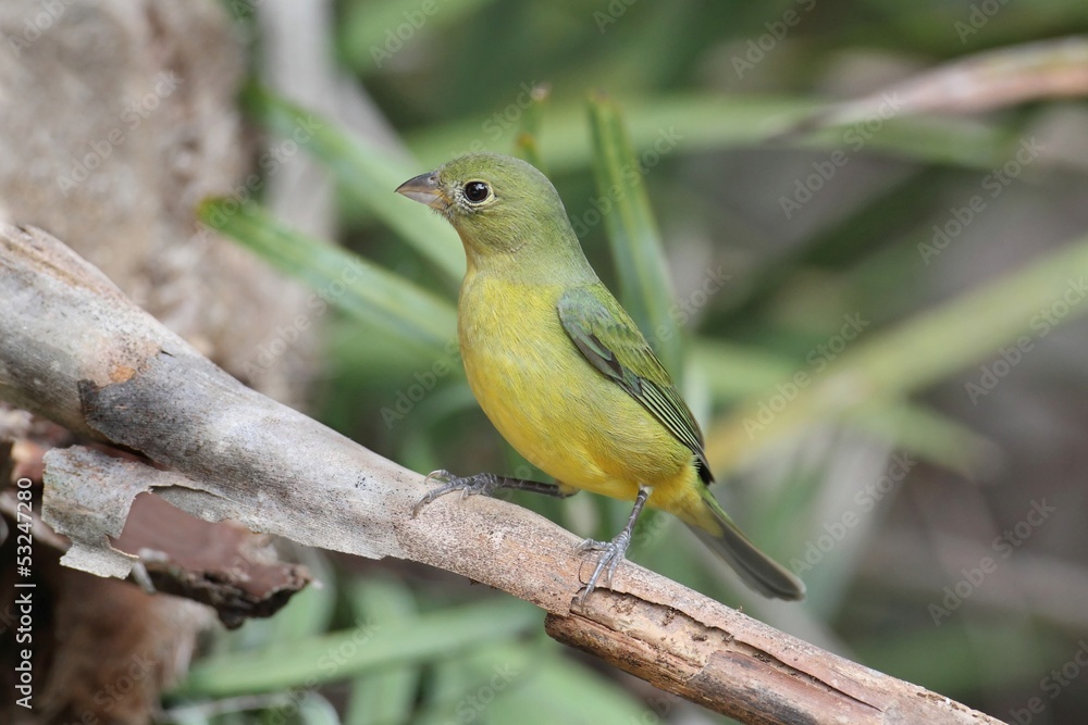 Painted Bunting (Passerina ciris) Painted Bunting (Passerina ciris)