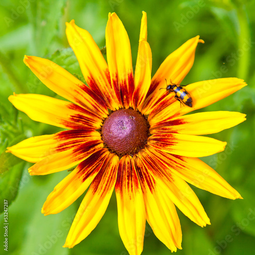 Striped beetle on yellow flower