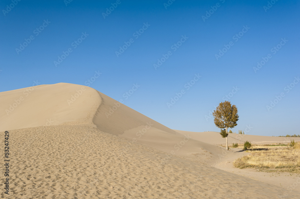 A lonely tree besides the sand dunes