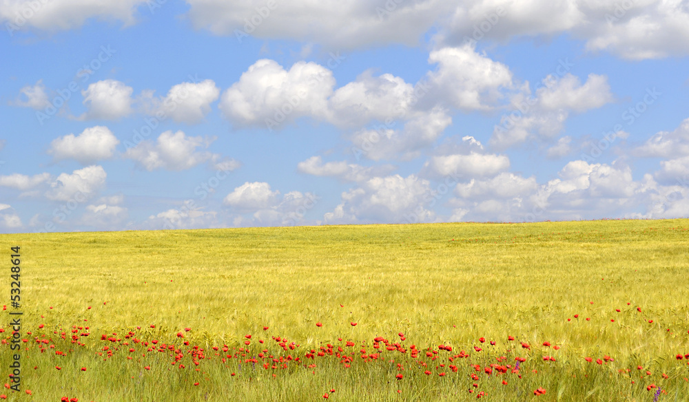 Poppies flowers field blue sky with clouds