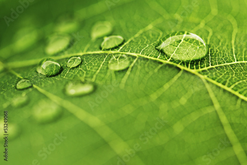 Fototapeta Kropla wody na zielony liść