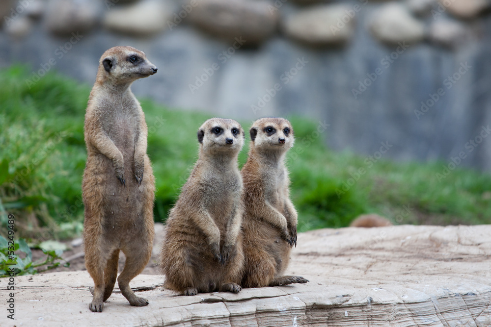 Fototapeta premium Erdmännchen