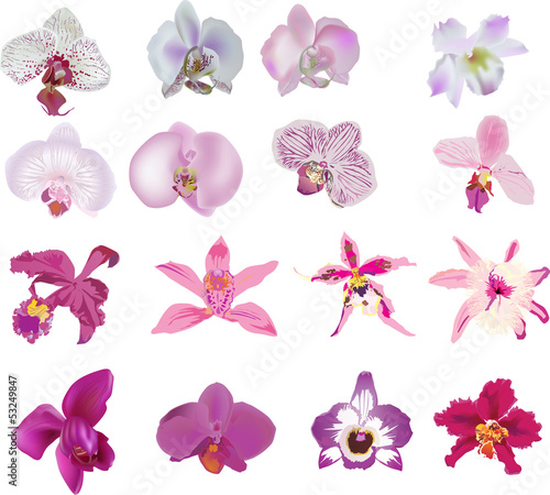 Fototapeta Naklejka Na Ścianę i Meble -  set of sixteen isolated pink orchids