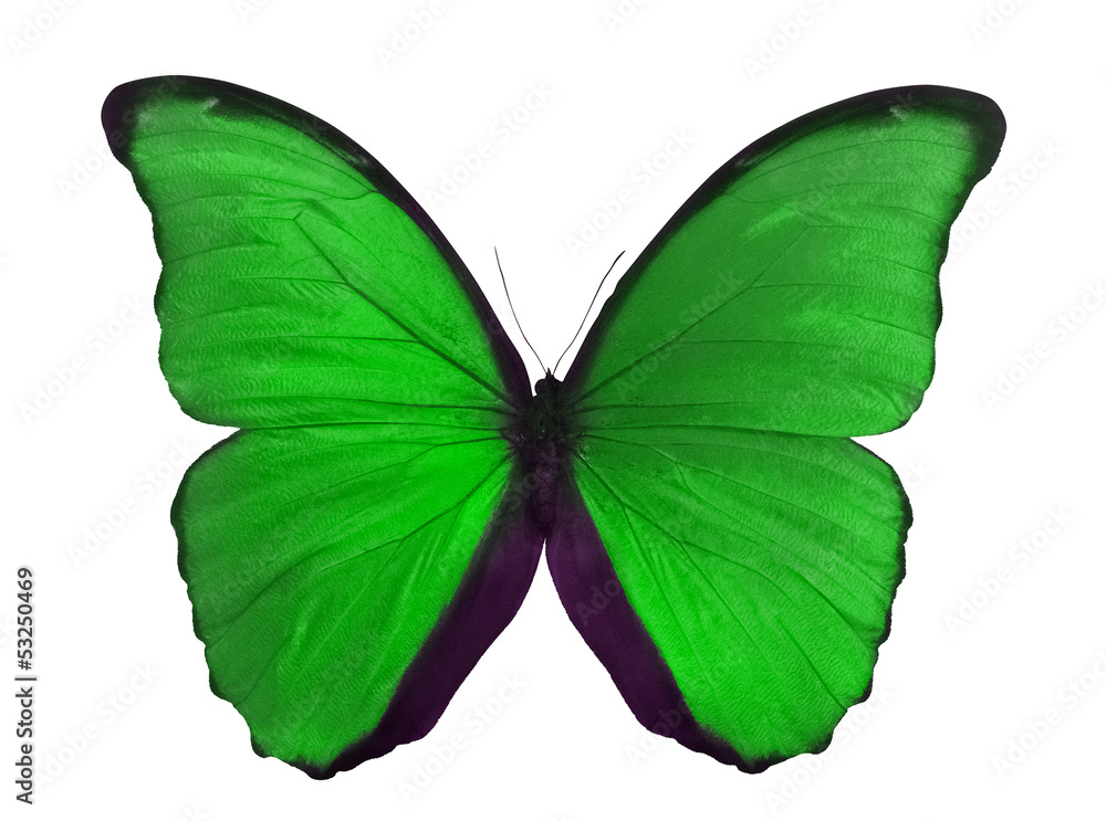 Naklejka premium macro photo of green butterfly on white